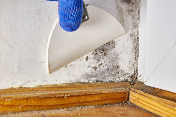 Best Basement Mold Removal  in St Marys, GA
