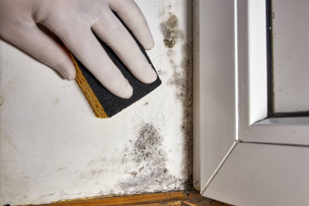 Best Residential Mold Inspection & Testing  in St Marys, GA